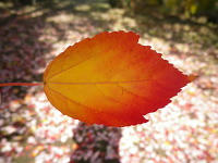 48d5a20f.JPG