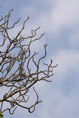 枝と空