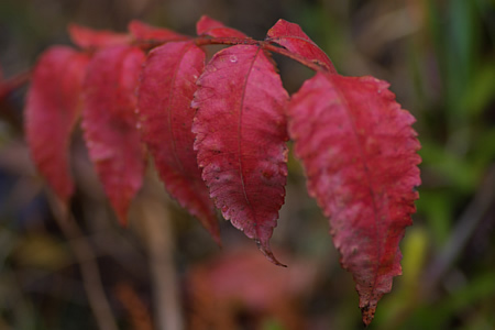 紅葉