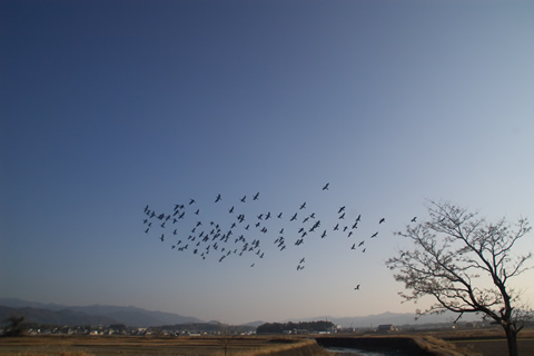 鳥の群れとはばたき