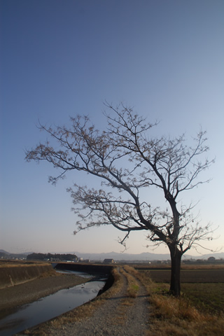 どこかにある、どこかへ続く道と、あの日も立っていた木