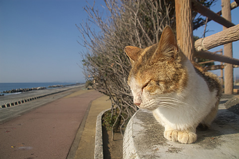前浜と猫