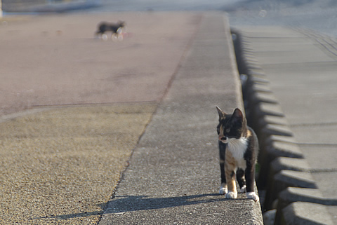 子猫、立ち止まる。