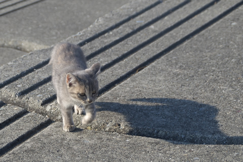 子猫、現る。