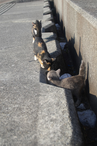 子猫、認識しあう。