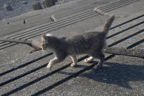 子猫、走り出す。