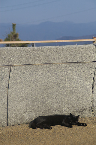 黒猫、だれ寝。