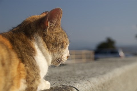 猫の見つめる先には