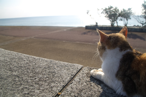 猫、警戒。