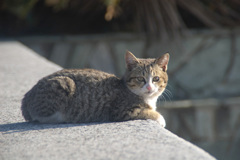 猫、警戒。