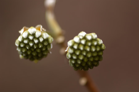 蜂の巣のような