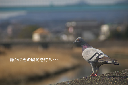 鳩、飛ぶ前