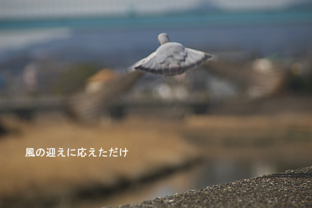 鳩、飛びましたぁよー