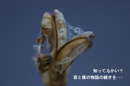 知ってるかい？