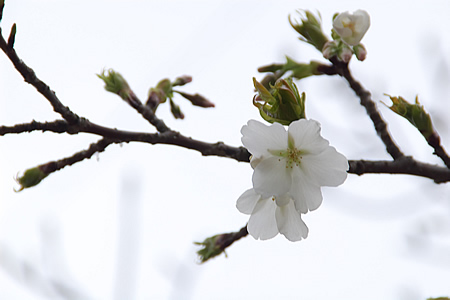 白い花、何て花？
