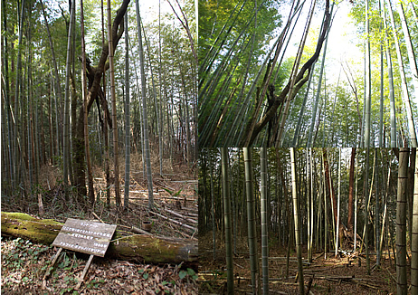 ランドアート３