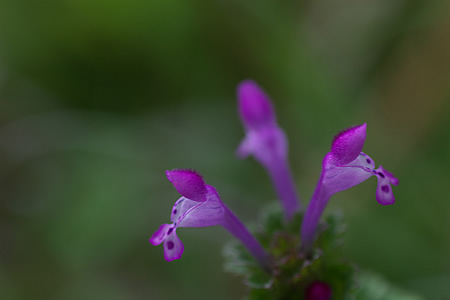 ドリームガールズ？