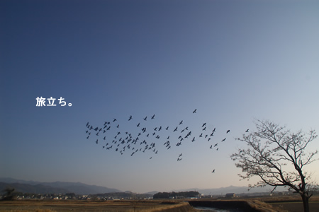 鳥の旅立ち・・・飛び立ち？