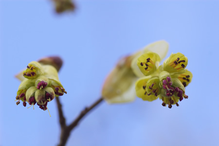 土佐水木 （とさみずき）だと思うけど。。