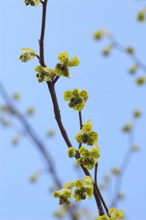 土佐水木 （とさみずき）だと思いつつ・・・