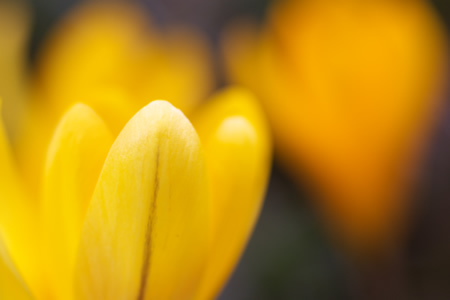 名前は知らないけど・・・黄色い花