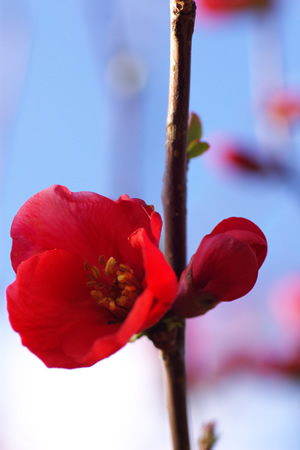 風に揺れる紅い花