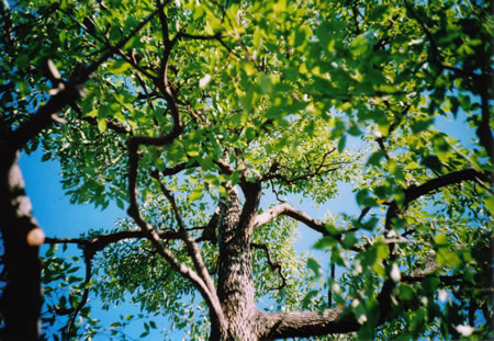 LOMO LC-A+ 作品その２