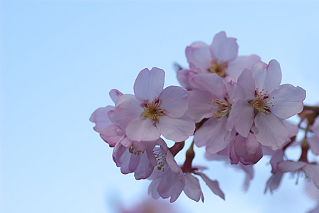桜咲く･･･ちょっとずつ