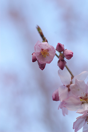 桜満開はまだこれから･･･