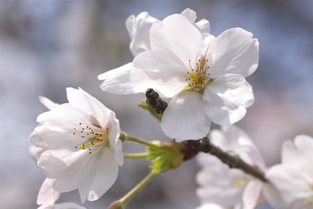 高知にも桜が満開中です。