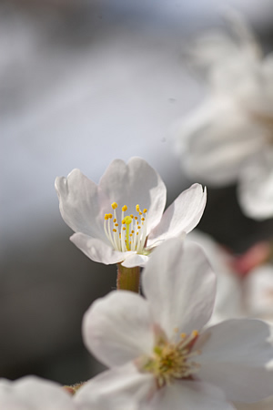 ひょっこり桜咲く