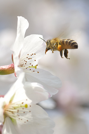 桜の蜜をミツバチが集めております。