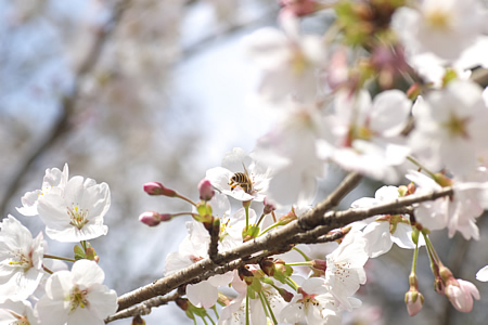 蜜蜂、桜の花びらを弄り中