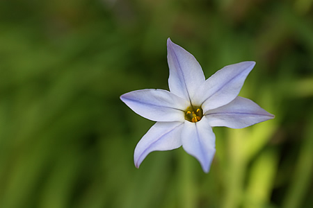 花にら