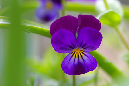紫青の花