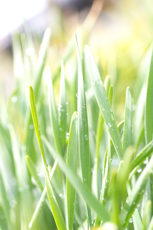 朝の光に溶ける露草