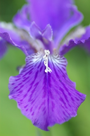 あやめは花びらの基側に網目の模様がある