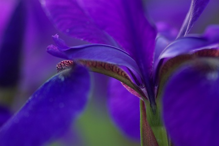 かきつばた（杜若、書付花）