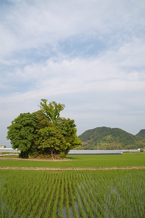 田んぼの中に小さな森が・・・