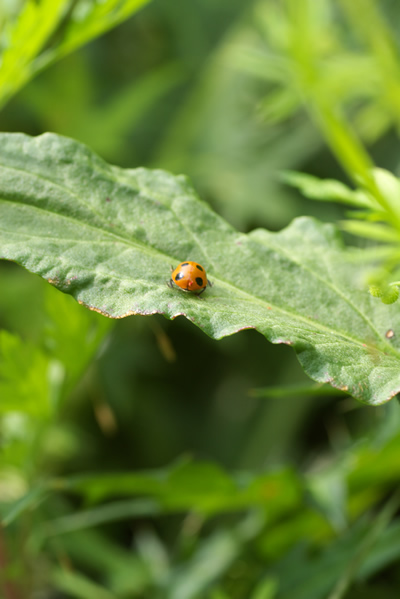 てんとう虫のご帰宅