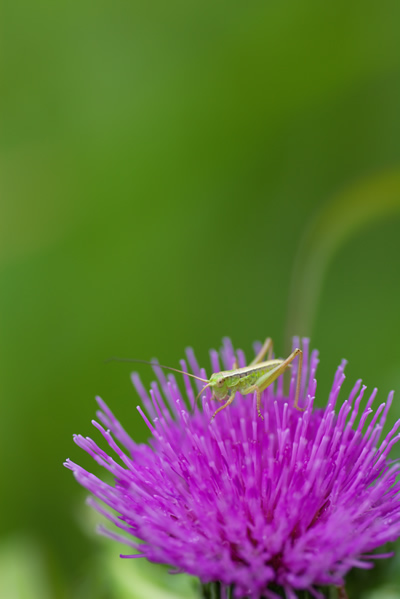 花に滞在バッタ