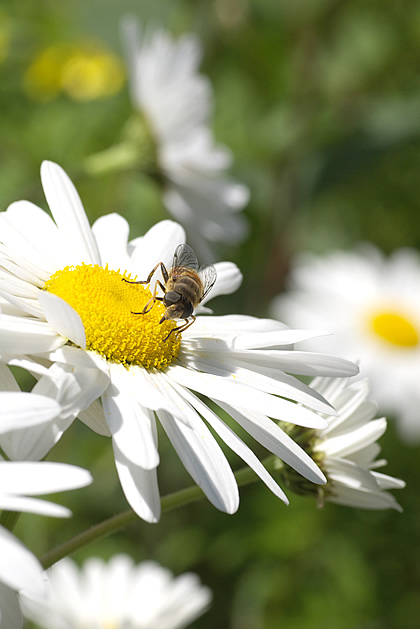 花の蜜、吸うてまんねん。