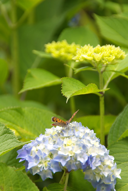 紫陽花と蝶々