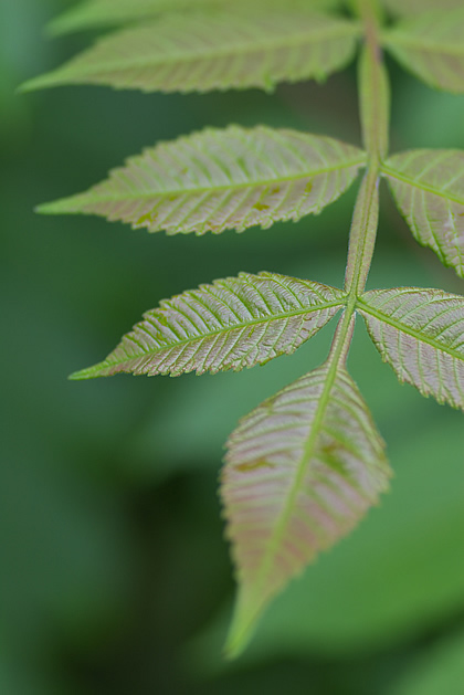 葉ッパッパ～♪