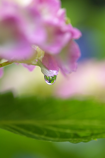 雨上がり滴DOME＜紫陽花.BLOG＞