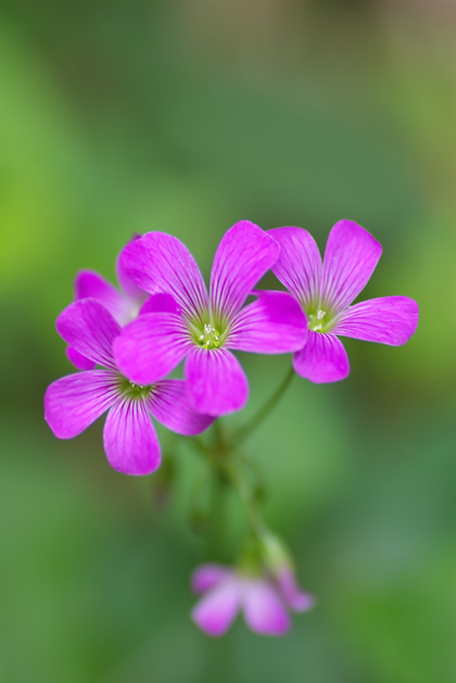 野山に咲く花