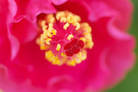 「うにゅ。」っと、紅色の花