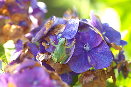 ちょいと、待っておくんなまし！