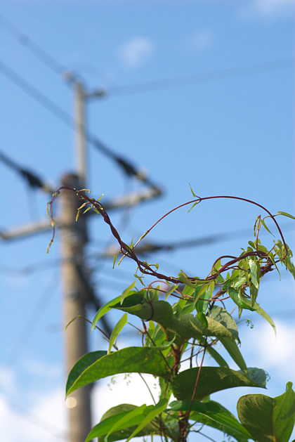 夏の或る日、太陽の下。