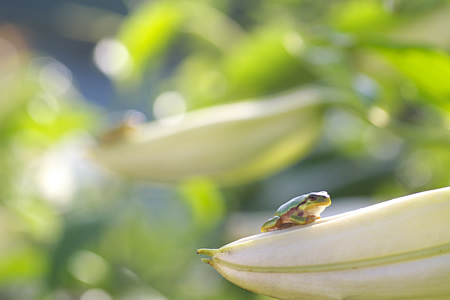 カエルの休憩。